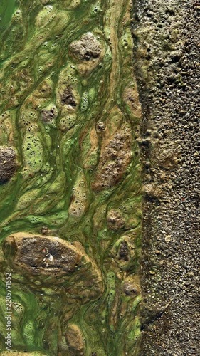 Top-down view of thick green cyanobacteria scum with foam and swirls at a sandy shell shoreline, an example of eutrophication