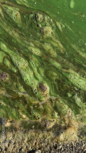 Overhead view of green cyanobacteria scum in diagonal streaks of foam and bubbles near a gravel shore, a sign of water pollution