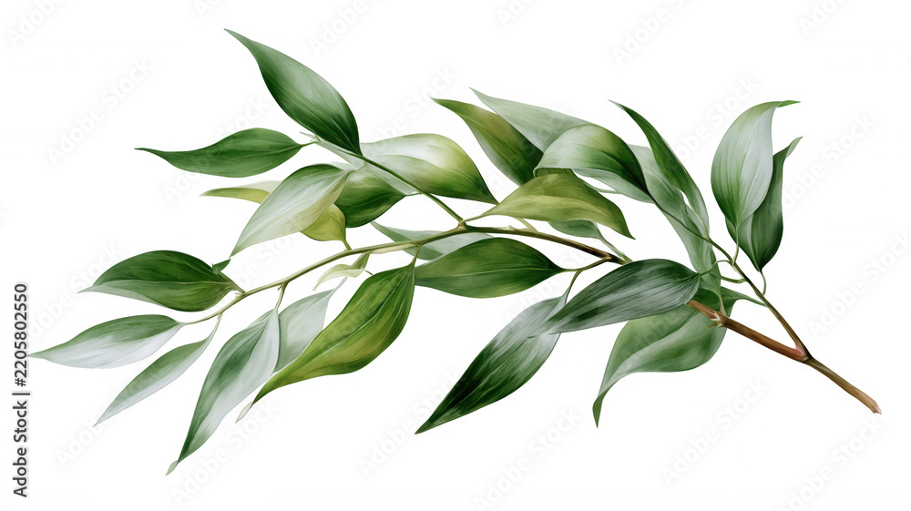 Fototapeta premium Variegated green leaves branch botanical plant foliage transparent for design elements background