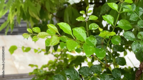 Rain Drops on Green Chinquapin Leaves in Rainy Weather, Natural Foliage Background 03