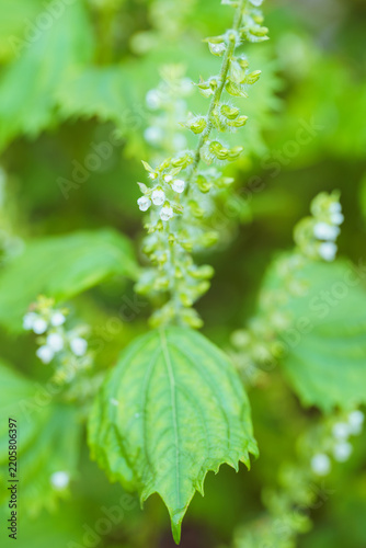 Obraz na płótnie 紫蘇の花