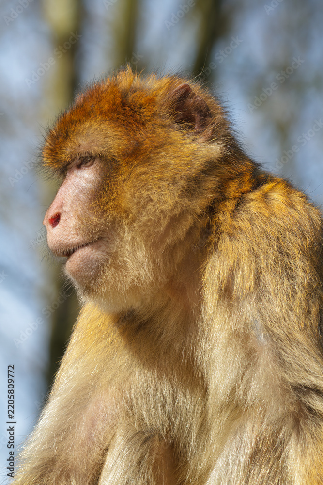 Fototapeta premium A beautiful close-up photo of a Barbary macaque in its natural habitat. 