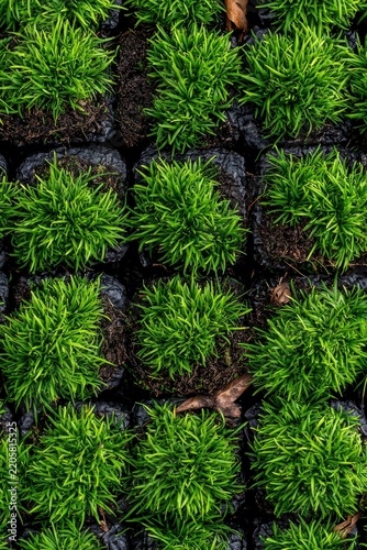 Green grass sod patches arranged in a grid at a plant nursery in a sharp overhead macro shot for landscaping and gardening marketing