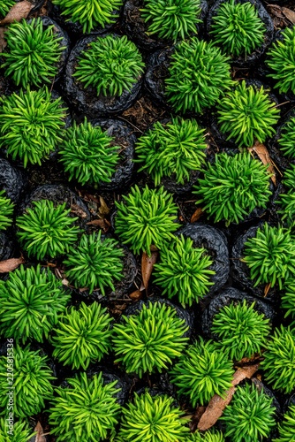 Green seedling clusters growing in nursery containers with sharp macro texture and top-down composition for botanical marketing