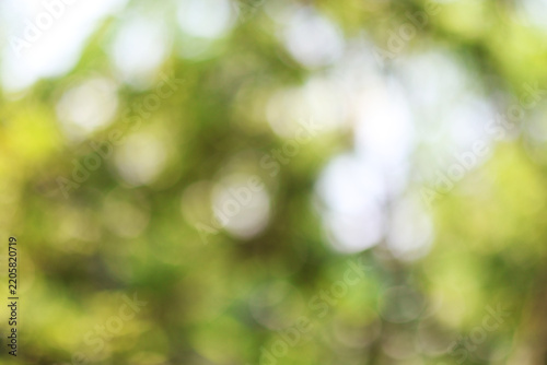 Abstract green nature bokeh background with soft natural light