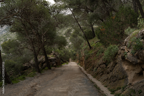Pine-shaded gravel trail cut through rock on the way to Caminito del Rey, Spain