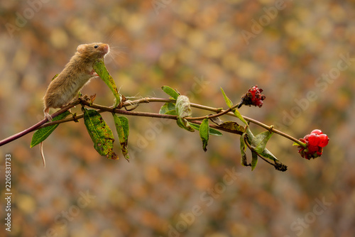 Harvest mice, early autumn, foraging along hedgerow for seeds and berries