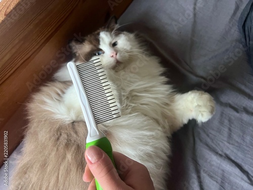Close-up of a deshedding grooming brush in the foreground, with a fluffy Ragdoll cat in the blurred background sniffing and playfully attacking the tool during shedding season