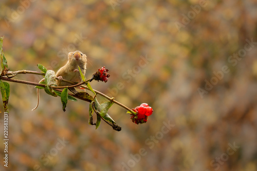 Harvest mice, early autumn, foraging along hedgerow for seeds and berries
