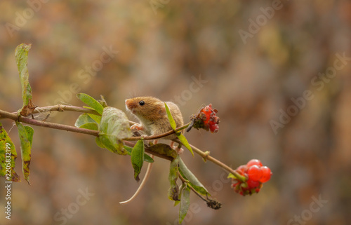Harvest mice, early autumn, foraging along hedgerow for seeds and berries