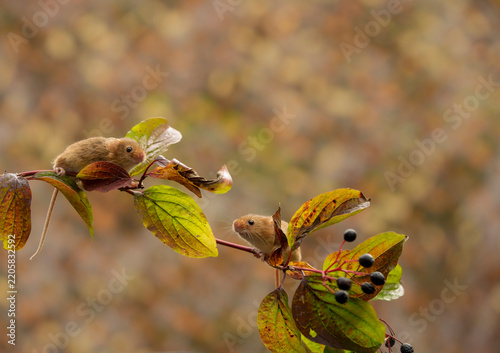 Harvest mice, early autumn, foraging along hedgerow for seeds and berries