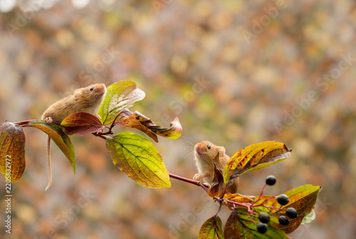 Harvest mice, early autumn, foraging along hedgerow for seeds and berries