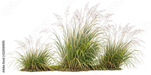 Green ornamental grass tufts with seed heads isolated on transparent background