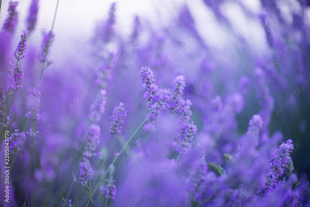 Obraz premium Purple lavender blossoms bloom in a serene summer garden with soft bokeh and natural light