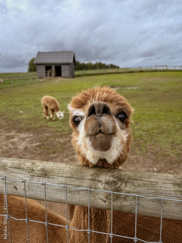 Obraz premium Curious Alpaca Standing Behind Farm Fence 