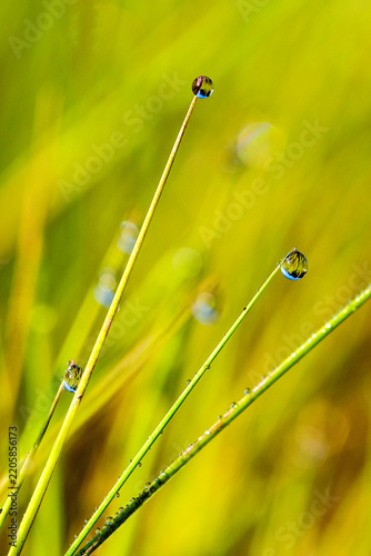 Macro shot of green grass with dew drops in sunlight
