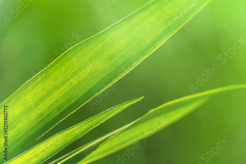 Backlit green grass leaves with soft natural bokeh