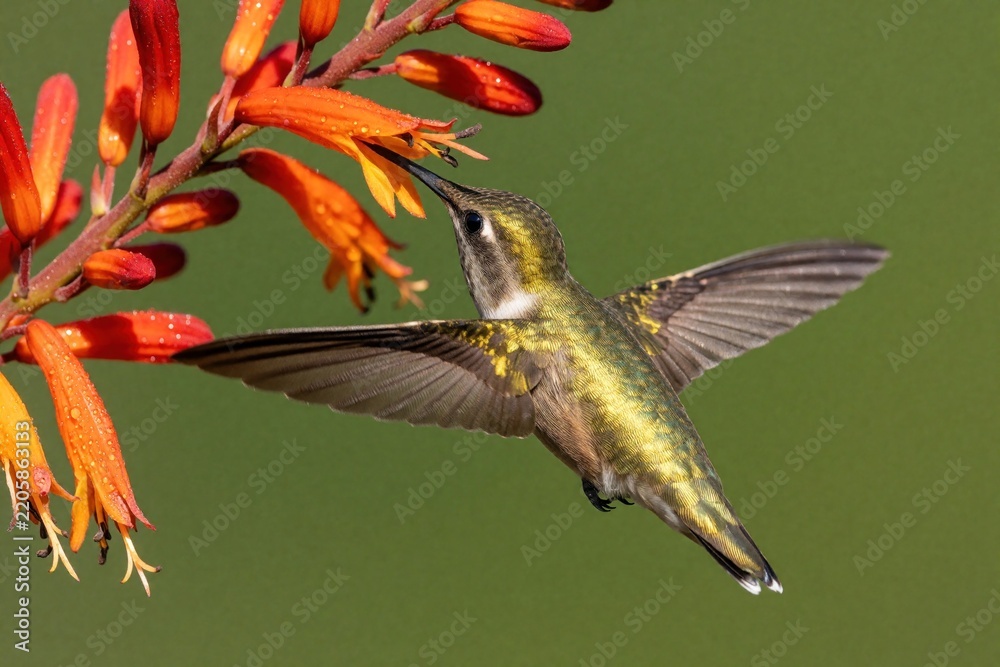 Obraz premium Small volcano hummingbird hovers near bright orange flowers to drink nectar. Tiny colorful bird uses long beak for feeding in tropical rainforest. Wildlife closeup shows iridescent green plumage,