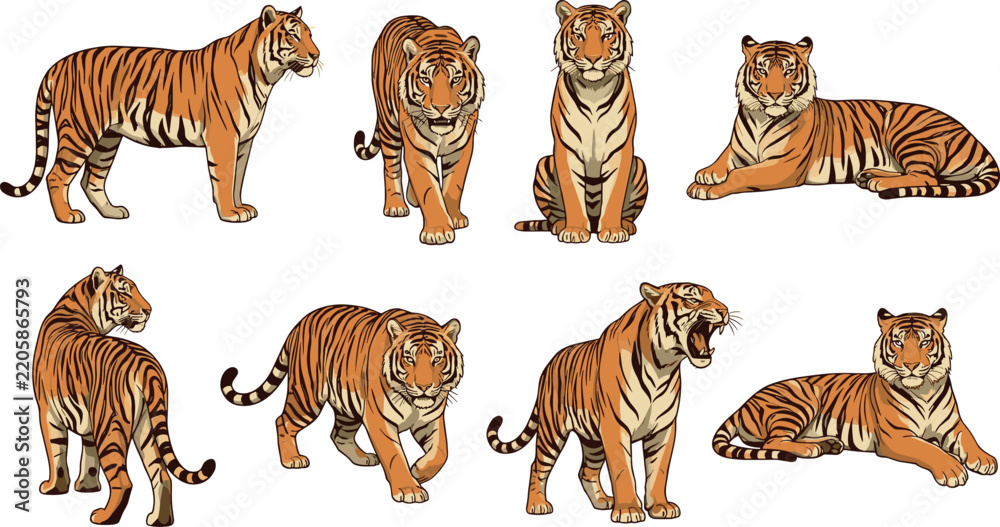 Obraz premium Realistic Bengal Tiger Illustration Collection Showing Multiple Walking Sitting Standing and Resting Wildlife Poses for Nature Designs