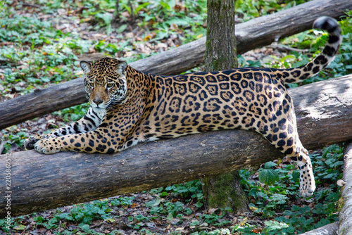 A jaguar is lying on a tree trunk on a bright sunny day. Wildlife, mammals, predators.
