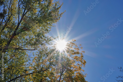 Obraz na płótnie Herbstsonne scheint hinter Blättern an einem Baum