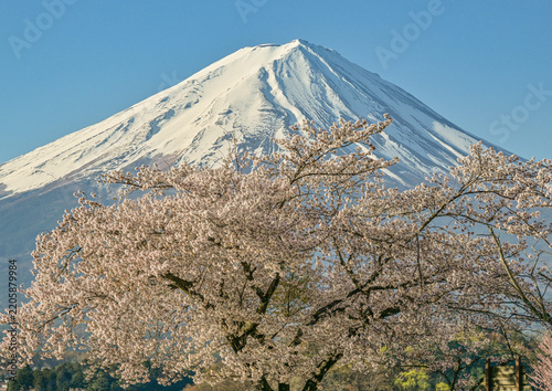 河口湖から富士山と桜