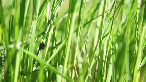 Two black and red froghopper sitting on grass blade, breeze shake grass