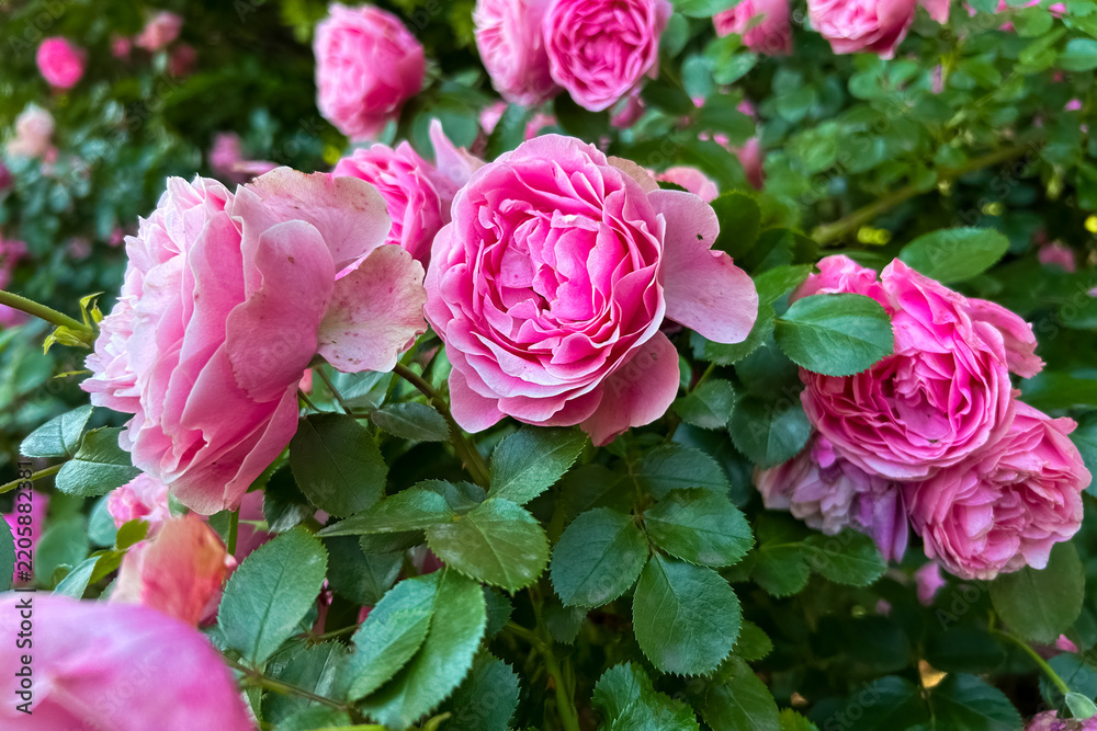 Obraz premium Pink rose flowers bloom on a bush with green leaves in the garden against a blurred natural background