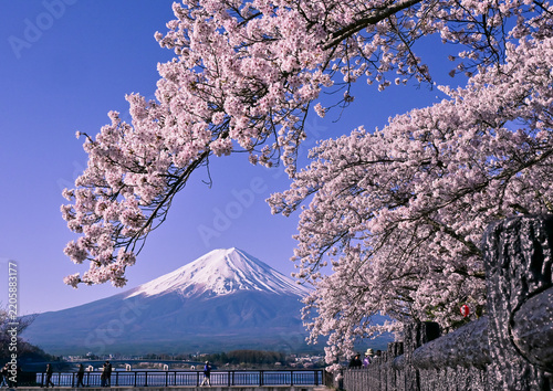 河口湖から富士山と桜