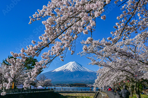 河口湖から富士山と桜