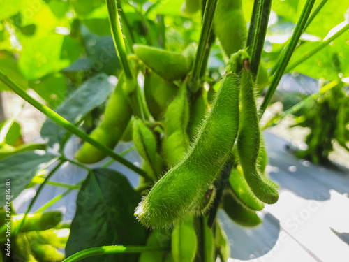 Fresh green Edamame beans hang from vibrant plant stems. Sunlight glints off fuzzy bean pods and broad leaves. Lush, healthy foliage frames the natural growth. Ideal for agricultural, farming