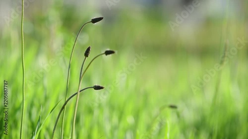 Ribwort plantain plant swaying in breeze in field close up, wild plant with long stem and seed head on top isolated in field