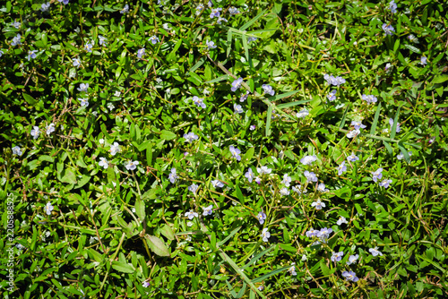 Lush green grass texture background or field from above