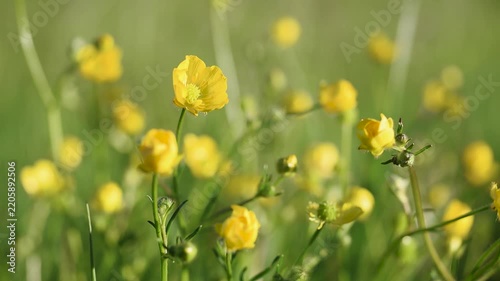 Meadow buttercup in field close up, plant sways in light breeze