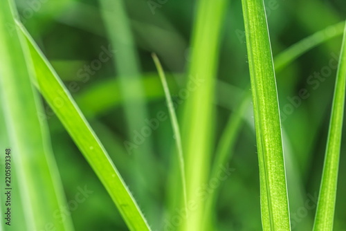 Abstract Green Grass Blades with Shallow Depth of Field