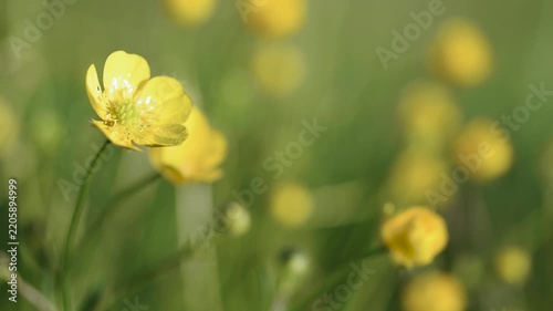 Meadow buttercup in field close up, plant sways in light breeze