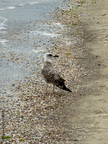 Albatross sitting on the seashore. Coastal bird albatross