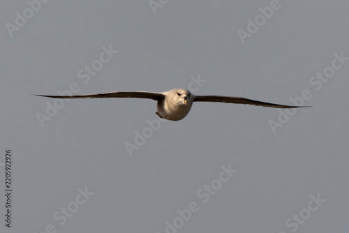 Tapety artystyczne Fulmar boréal,