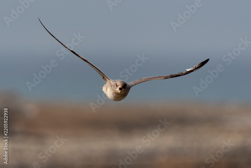 Tapety artystyczne Fulmar boréal,