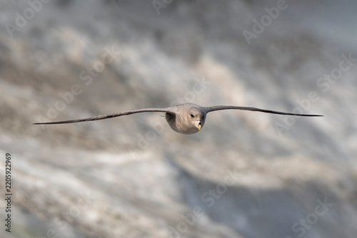 Tapety artystyczne Fulmar boréal,