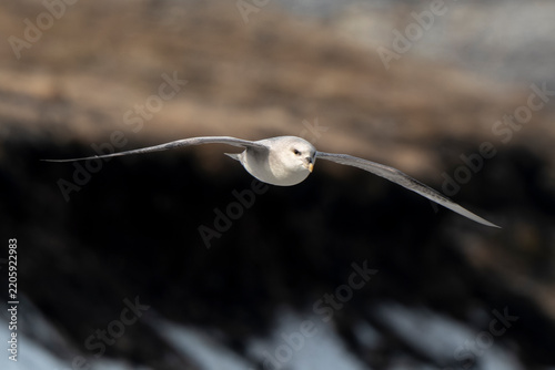 Fototapeta Fulmar boréal,