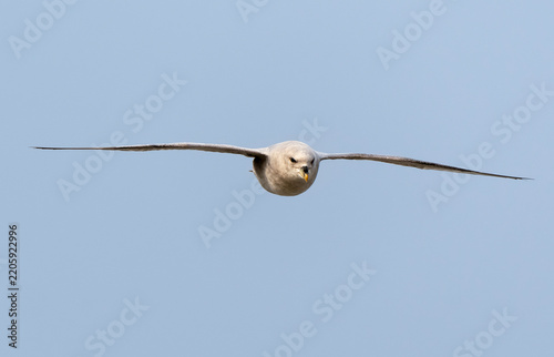 Obraz na płótnie Fulmar boréal,