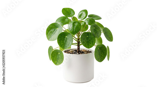 Pothos plant in white pot on black background, Green leaves and stems, Indoor gardening and decoration