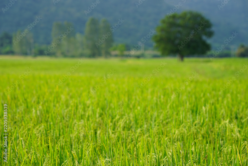Obraz premium Green rice field blurred with tree and mountain view at countryside Thailand 