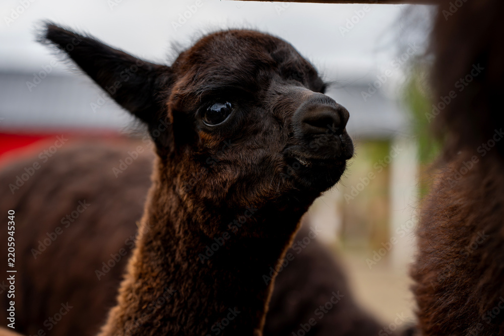 Obraz premium Black huacaya alpaca head close up in outdoor farm paddock, representing domestic camelid breeding, livestock husbandry, and fiber wool production.