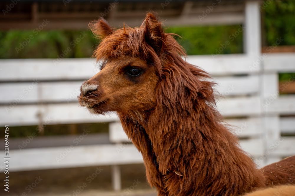 Obraz premium Brown fluffy huacaya alpaca head in profile standing by white wooden fence in farm paddock, representing wool production, camelid husbandry, and agritourism.