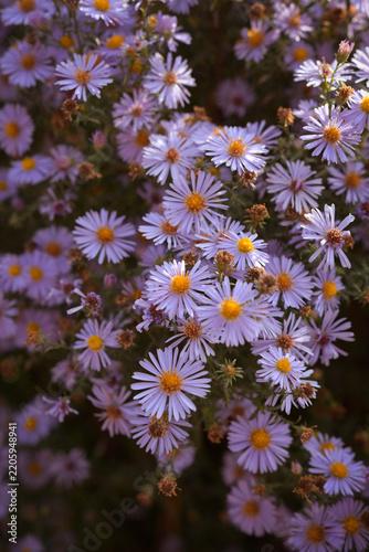 Autumn floral background featuring vibrant light purple asters in the garden.