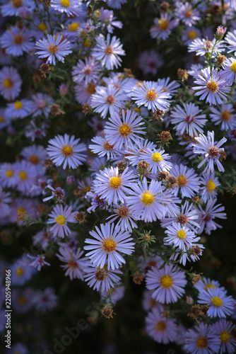 Autumn floral background featuring vibrant light purple asters in the garden.