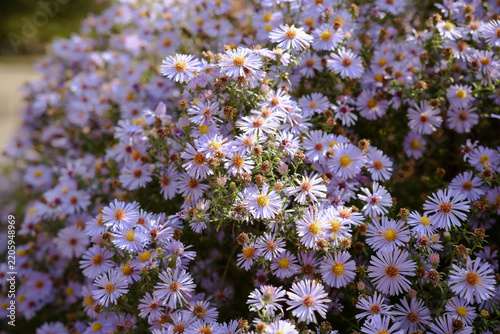 Beautiful cluster of small purple aster flowers with yellow centers blooming in natural sunlight.