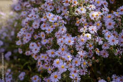 Autumn floral background featuring vibrant light purple asters in the garden.